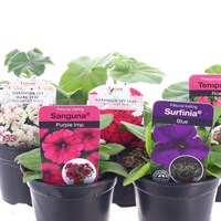 A Lucky Dip Selection! Starter Plants Elite Mixed - 5 x 9cm Pot Bedding