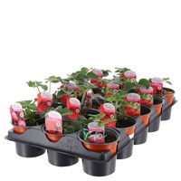 A Lucky Dip Selection! Strawberries - 15 x 10.5cm Pot Fruit Tray