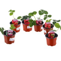 A Lucky Dip Selection! Strawberries - 6 x 10.5cm Fruit & Vegetable Pot Bedding