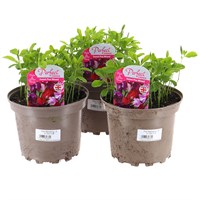 A Lucky Dip Selection! Sweet Pea Mixed - 3 x 2L Pot Bedding