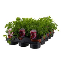 A Lucky Dip Selection! Sweet Peas - 15 x 10.5cm Pot Bedding Tray