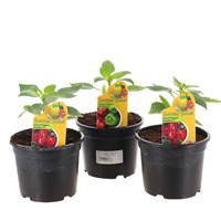 A Lucky Dip Selection! Sweet Pepper - 3 x 13cm Pot Vegetable