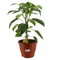 A Lucky Dip Selection! Sweet Pepper 5L Pot Vegetable