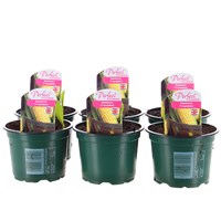 A Lucky Dip Selection! Sweetcorn - 6 x 10.5cm Pot Vegetable