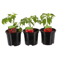 A Lucky Dip Selection! Tomato Assorted - 3 x 13cm Pot Vegetable 