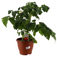 A Lucky Dip Selection! Tomato Totem 5L Pot Vegetable