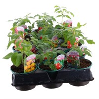 A Lucky Dip Selection! Tomatoes - 15 x 10.5cm Tray Pot Vegetables