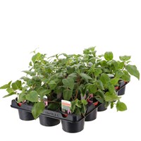 A Lucky Dip Selection! Fuchsia Trailing Mixed - 15 x 10.5cm Bedding Tray