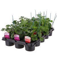 A Lucky Dip Selection! Geranium Trailing Mixed - 15 x 10.5cm Bedding Tray