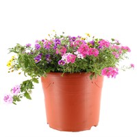 A Lucky Dip Selection! Trio Mixed Bedding - 17L Pot Bedding