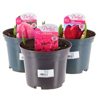 A Lucky Dip Selection! Tulip 3 x 2L Pot Bedding Bulbs