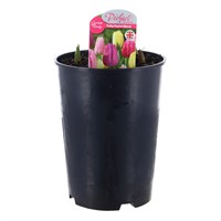 A Lucky Dip Selection! Tulip 4L Pot Bedding Bulbs