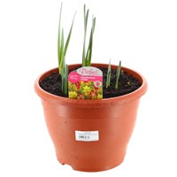 A Lucky Dip Selection! Tulip 6.5L Pot Bedding Bulbs