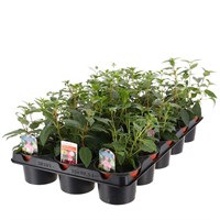 A Lucky Dip Selection! Fuchsia Bush Mixed - 15 x 10.5cm Bedding Tray