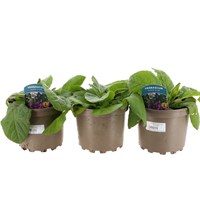 A lucky Dip Selection! Verbascum - 3 x 2L Pot Bedding