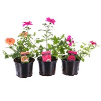 A Lucky Dip Selection! Verbena - 3 x 13cm Pot Bedding