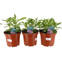 A lucky Dip Selection! Verbena - 3 x 3L Pot Bedding