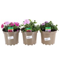 A Lucky Dip Selection! Verbena Trio - 3 x 2L Pot Bedding