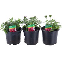 A Lucky Dip Selection! Verbena Trio Mixed - 3 x 13cm Pot Bedding
