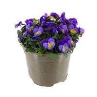 A Lucky Dip Selection! Viola - 3 x 2L Pot Bedding