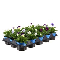 A Lucky Dip Selection! Viola Mixed 15 x 10.5cm Pot Bedding