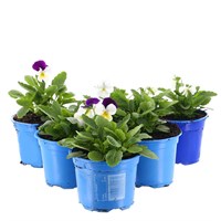A Lucky Dip Selection! Viola Mixed 6 x 10.5cm Pot Bedding