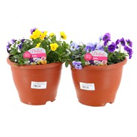 A Lucky Dip Selection! Viola Sabina Mixed - 2 x 20cm Pot Bedding