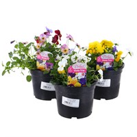 A Lucky Dip Selection! Viola Trio - 3 x 13cm Pot Bedding