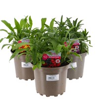 A Lucky Dip Selection! Wallflower Mixed - 3 x 2L Pot Bedding
