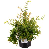 Abelia grandiflora 'Francis Mason' - 7.5L Pot