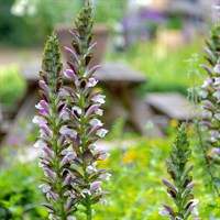 Acanthus White Lips Perennial Plant 2L Pot - Set of 3