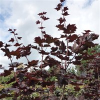 Acer Platanoides 'Crimson King' Tree