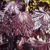 Acer Platanoides 'Crimson Sentry' Tree