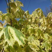 Acer Platanoides 'Drummondii' Tree