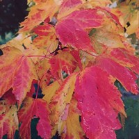 Acer 'Rubrum' Tree