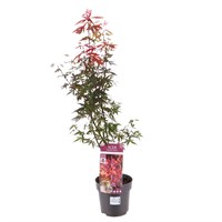 Acer 'Skeeters Broom' - 19cm Pot