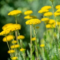 Achillea Coronation Gold 9cm Pot - Set Of 3