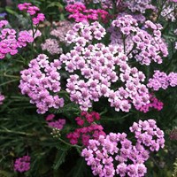 Achillea Lilac Beauty Perennial Plant 9cm Pot - Set of 3