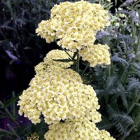 Achillea Moonshine Perennial Plant 9cm Pot - Set of 3