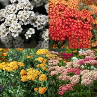Achillea Perennial Mixed Set - 5 x 9cm Pots (Live Plants)