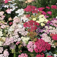 Achillea Summer Pastels Perennial Plant 9cm Pot - Set Of 3