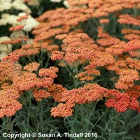 Achillea Walter Funcke Perennial Plant 9cm - Set of 3