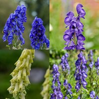 Aconitum Perennial Set - Mixed Colours - 3 x 2L Pots