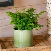 Adiantum rad: Fritz Luthi Houseplant - 12cm Pot