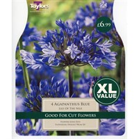 Taylors Bulbs Agapanthus Blue (4 Pack) (XL562)