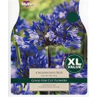 Taylors Bulbs Agapanthus Blue (4 Pack) (XL562)