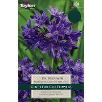 Taylors Bulbs Agapanthus Dr. Brouwer (Single Pack) (TS800)