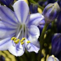 Agapanthus Headbourne Hybrids Perennial Plant 9cm Pot - Set of 3