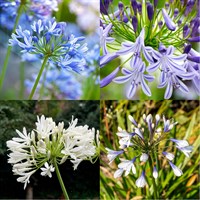 Agapanthus Perennial Set - Mixed Colours - 6 x 9cm Pots