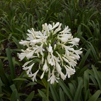 Agapanthus Pitchoune White Perennial Plant 2L Pot - Set of 3